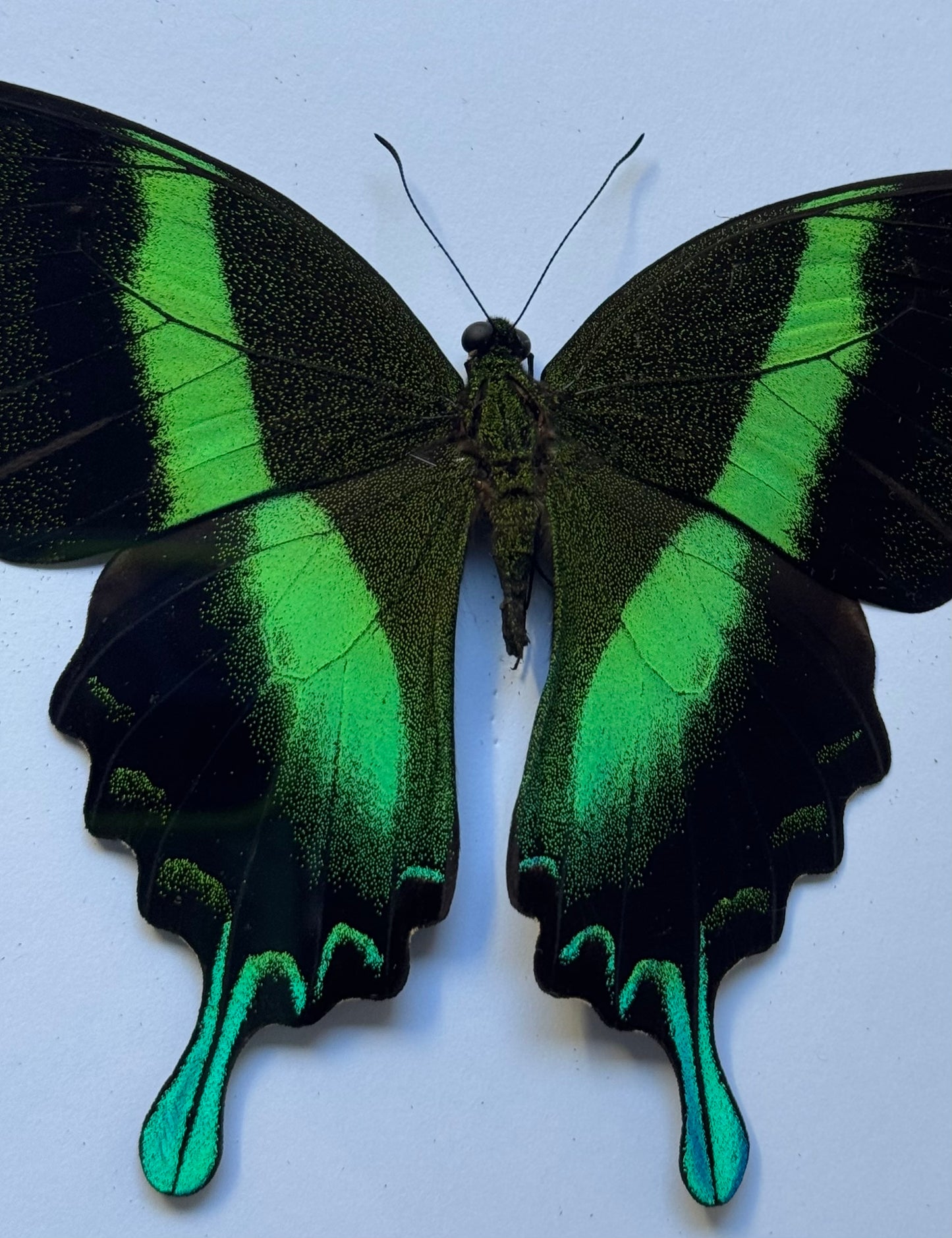 Green Swallowtail Butterfly