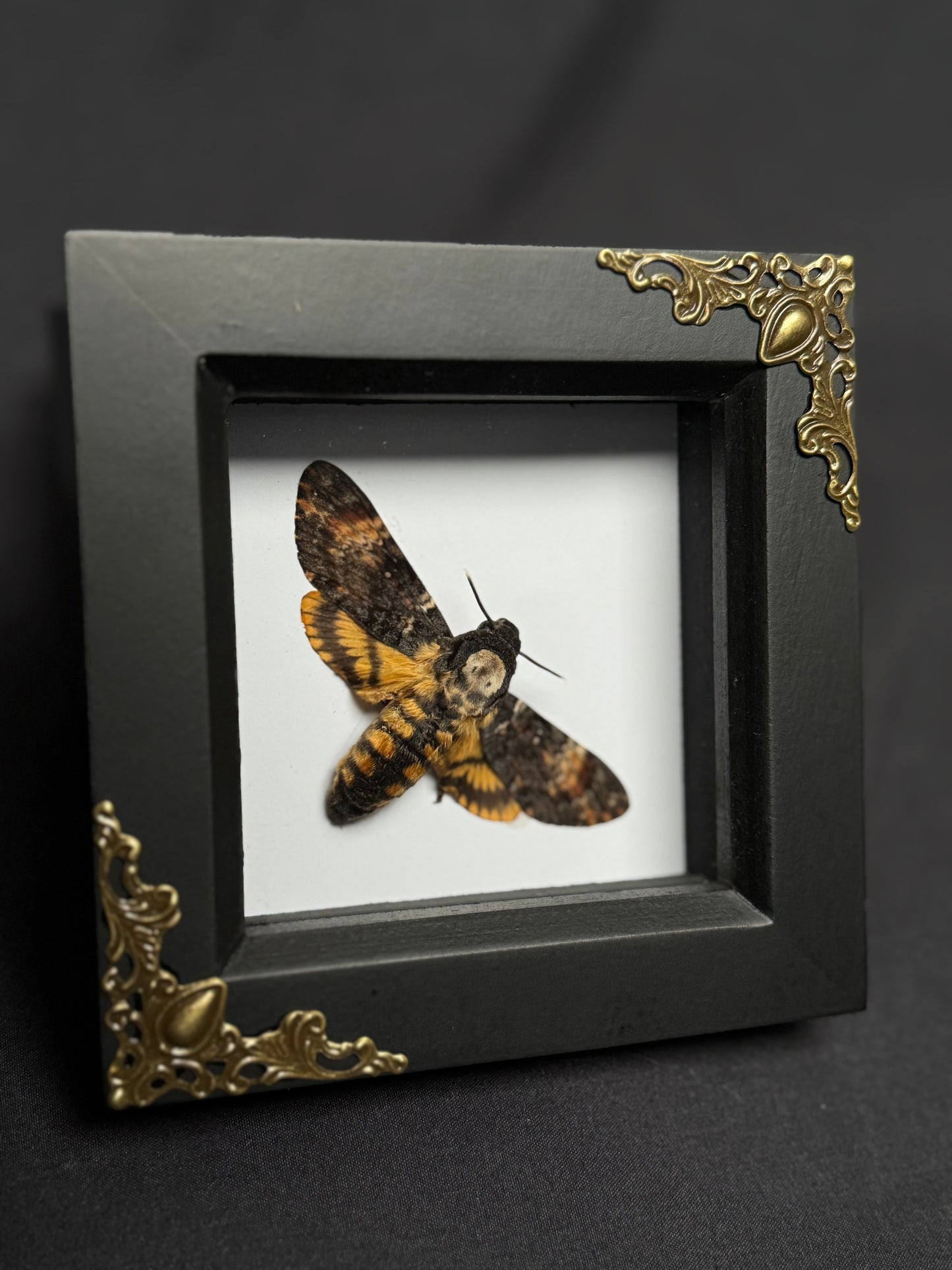 Dwarf Deathβs Head Hawk-Moth