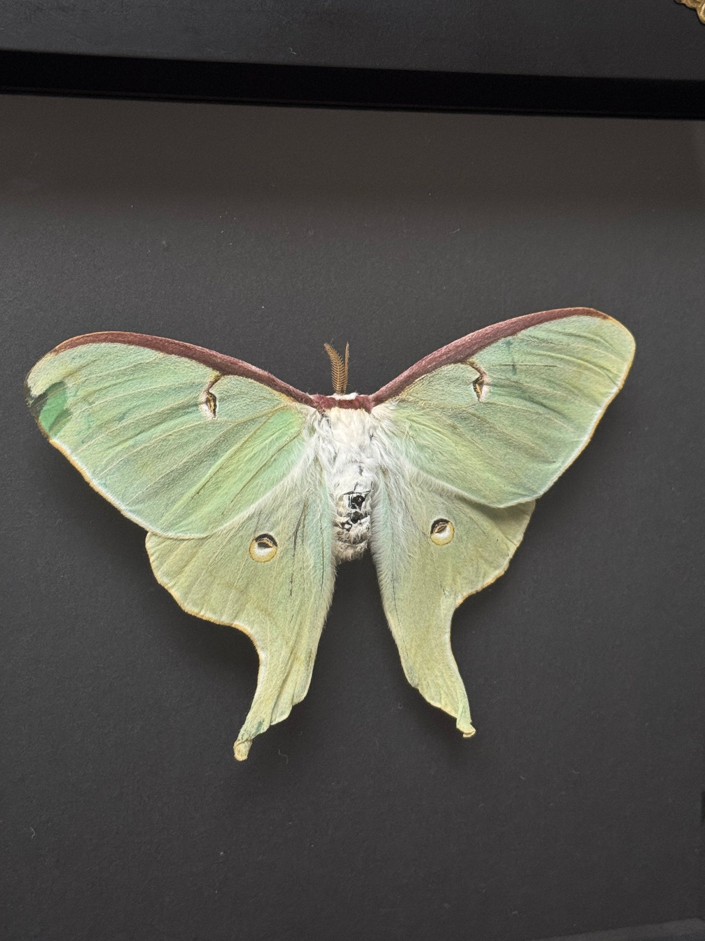 Large Luna Moth