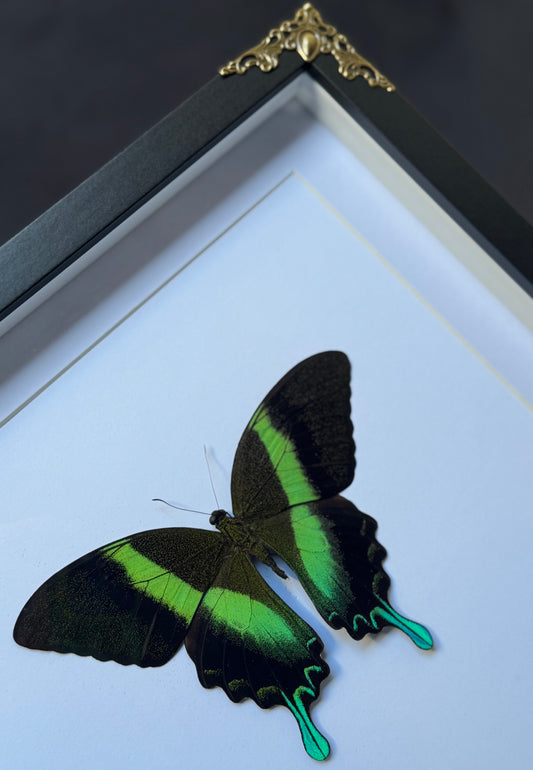 Green Swallowtail Butterfly