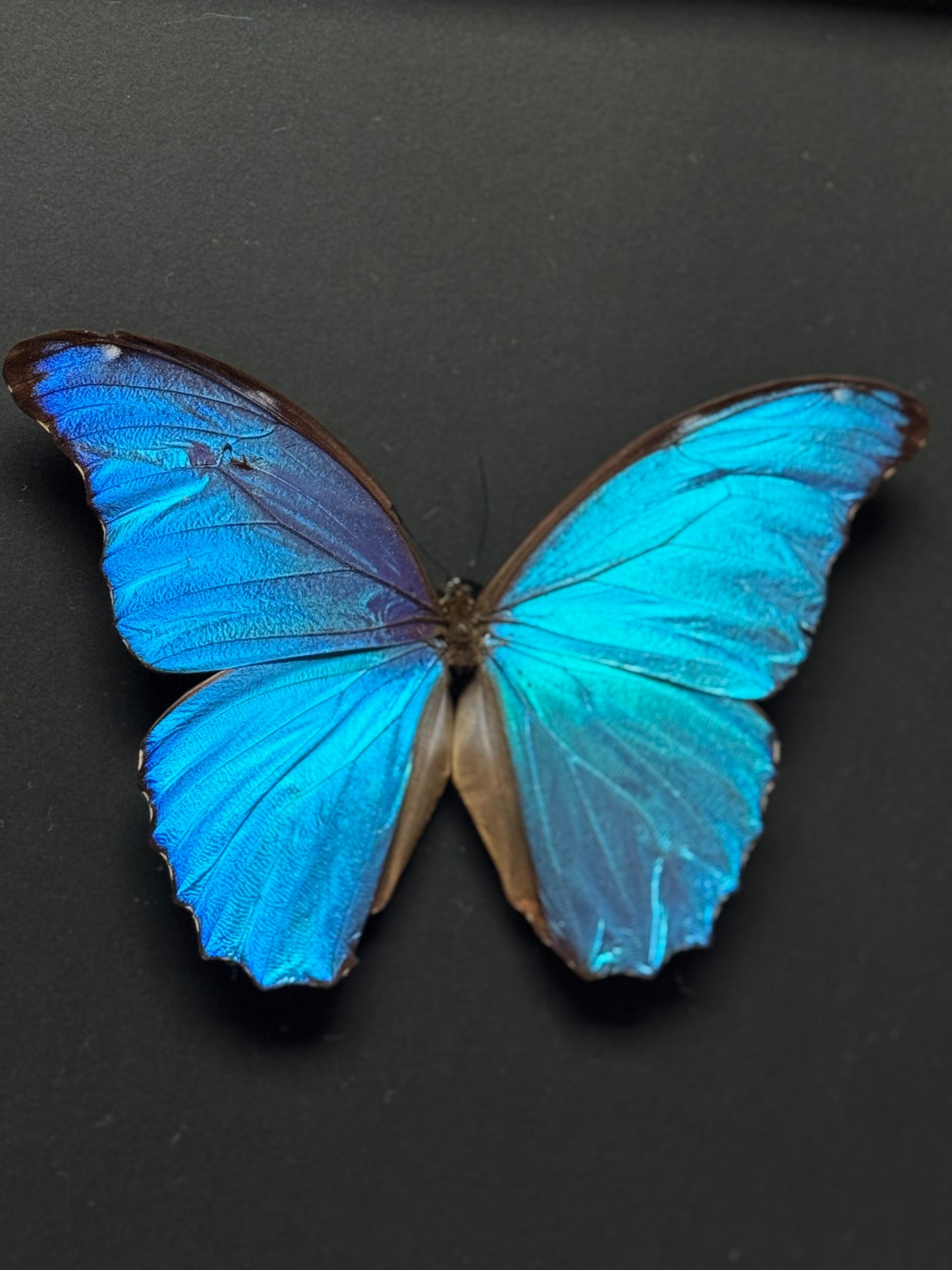 Giant Blue Morpho Butterfly