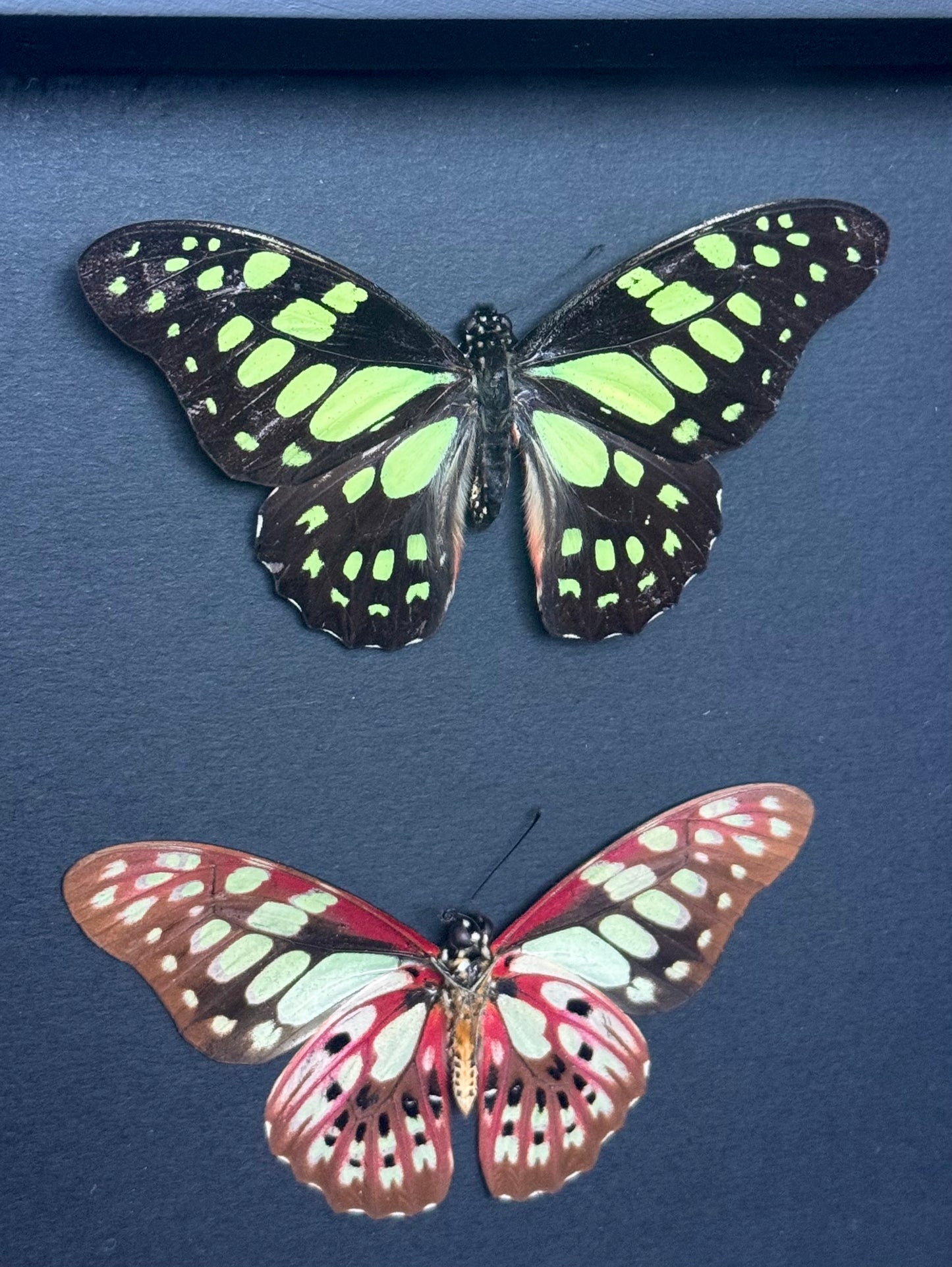 Red-Veined Swallowtail Butterfly