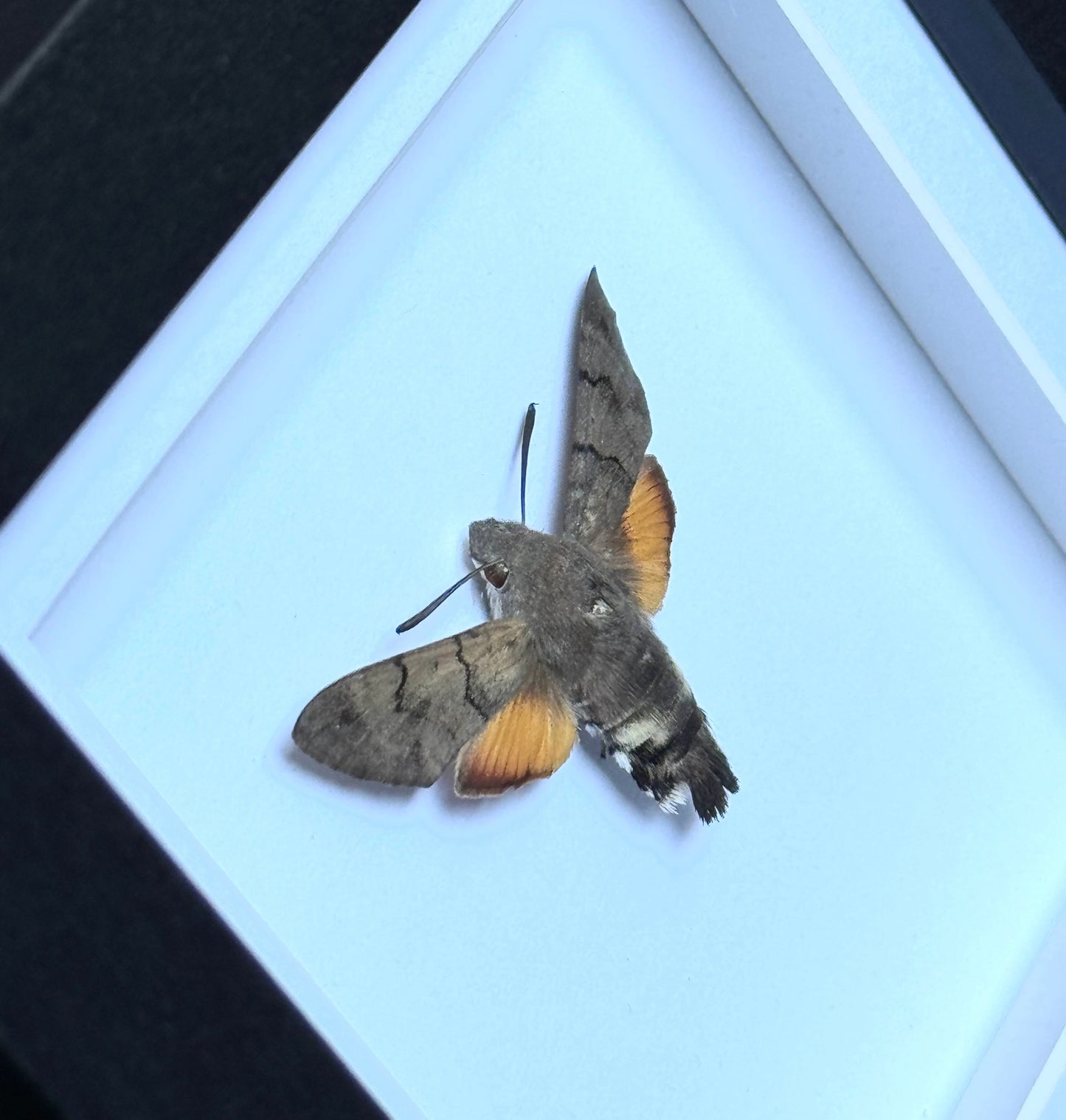 Hummingbird Hawk-Moth