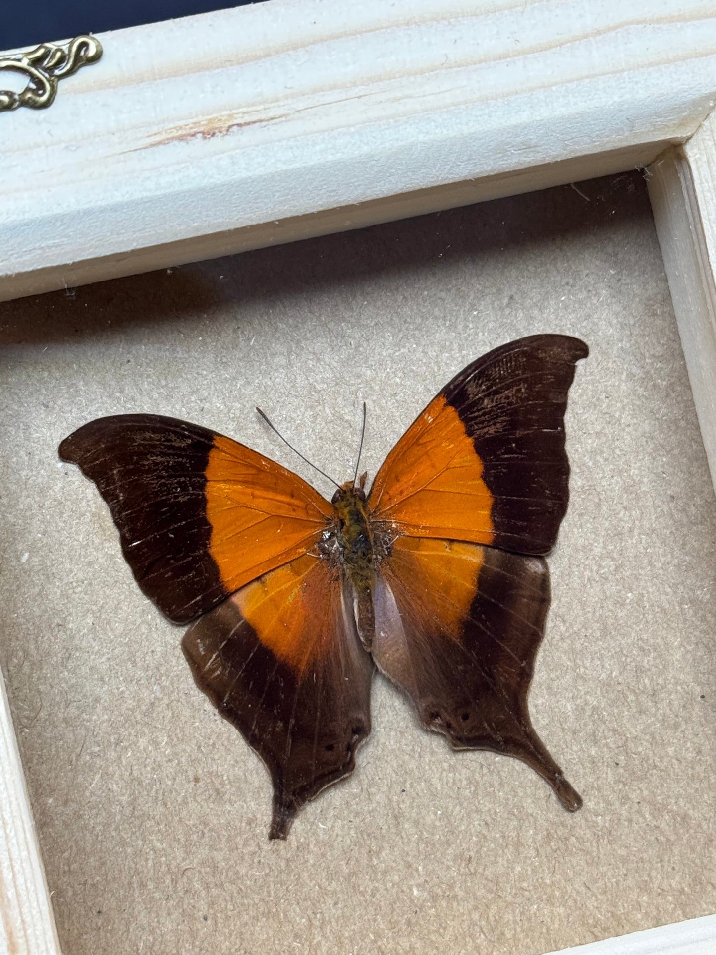 Sunset Daggerwing Butterfly