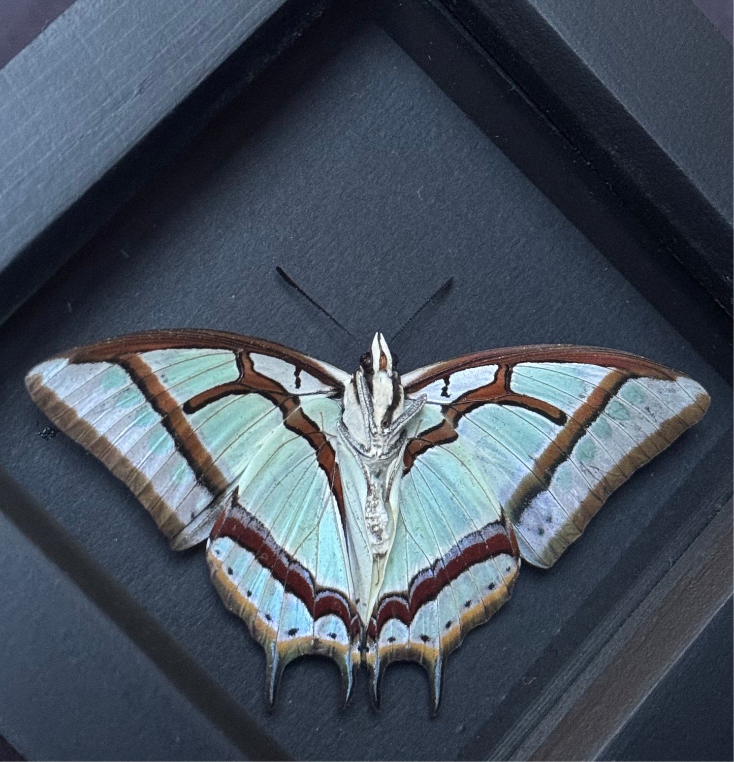 Green Nawab Butterfly