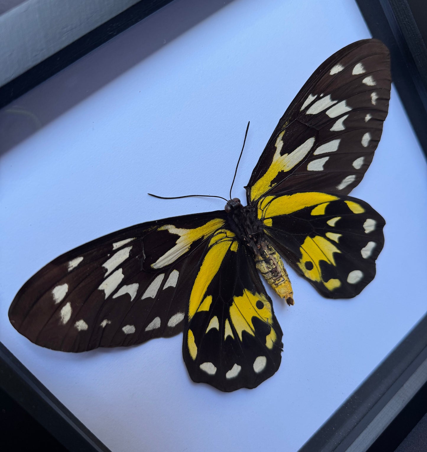 Queen Victoria Birdwing Butterfly