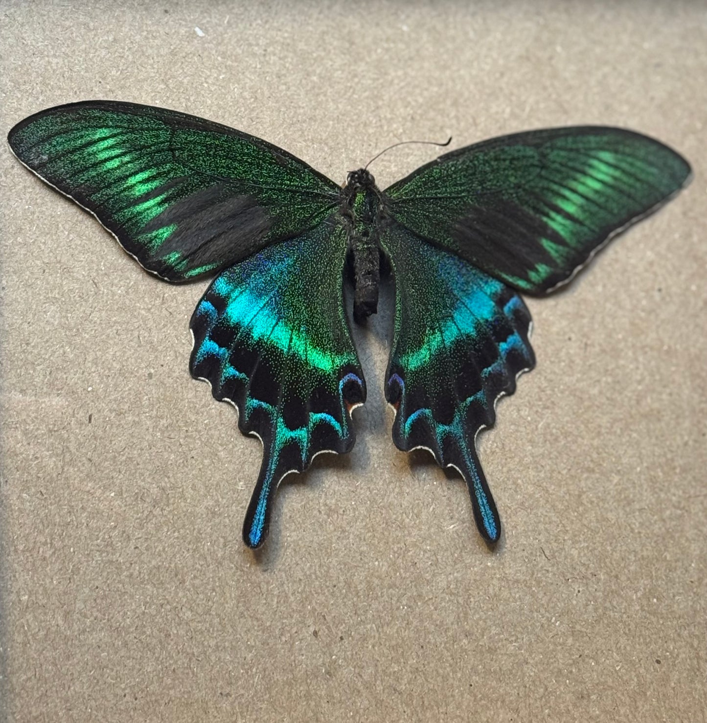 Green Alpine Butterfly