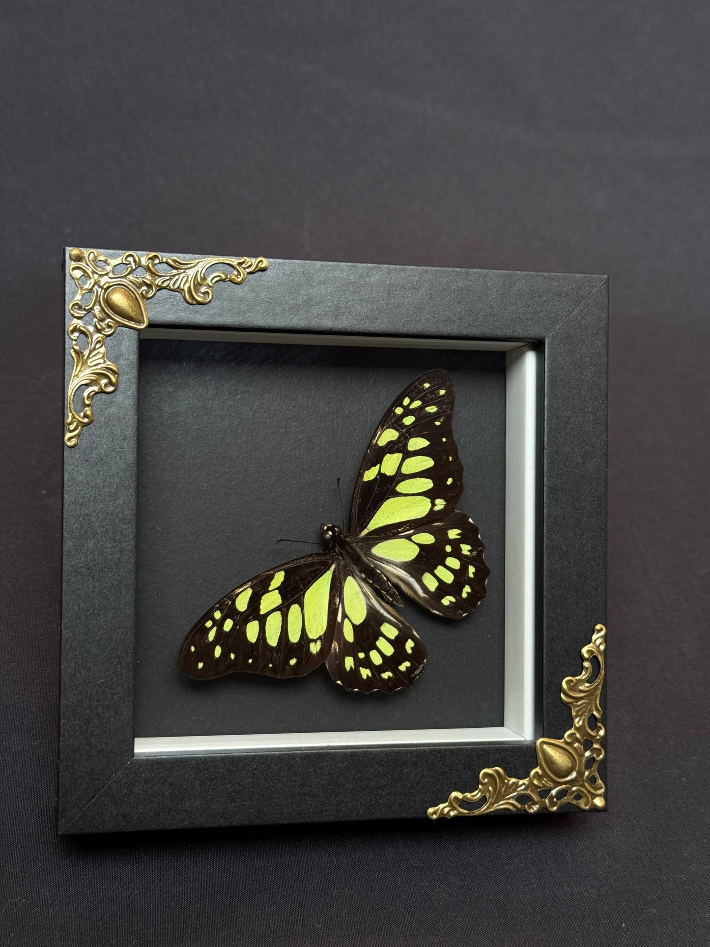 Red-Veined Swallowtail Butterfly