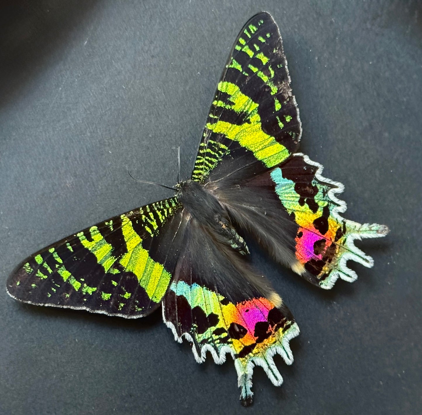 Madagascan Sunset Moth