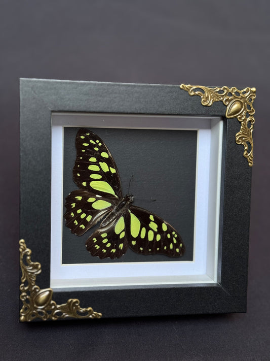 Red-Veined Swallowtail Butterfly