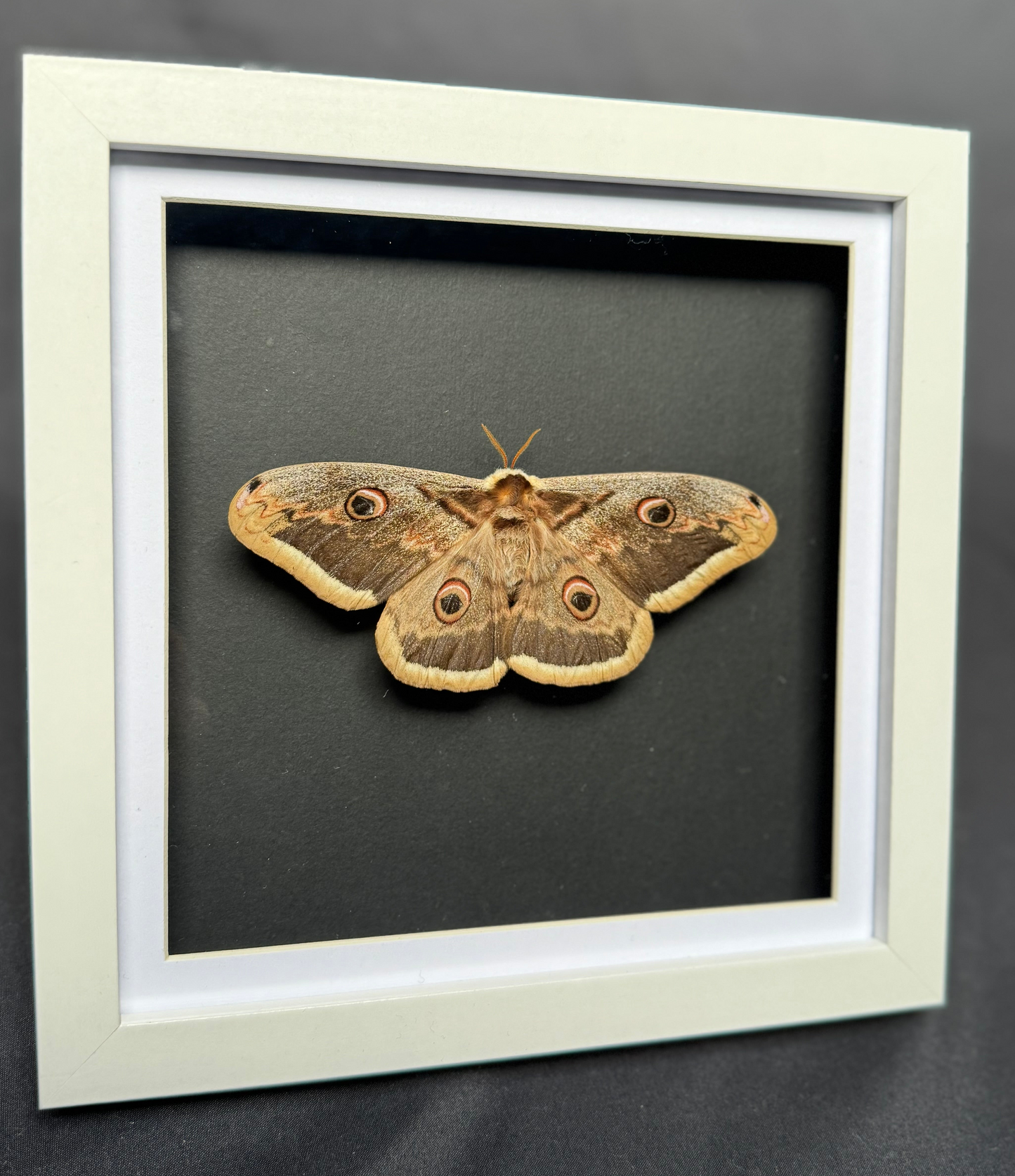 Giant Peacock Moth