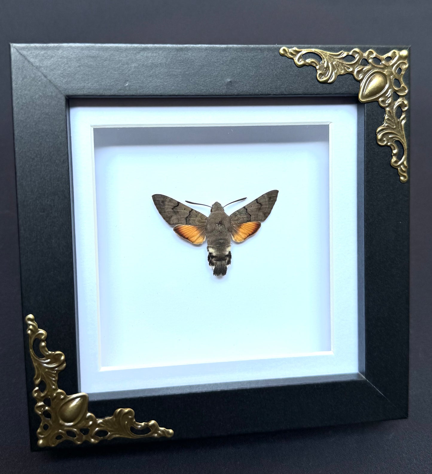 Hummingbird Hawk-Moth