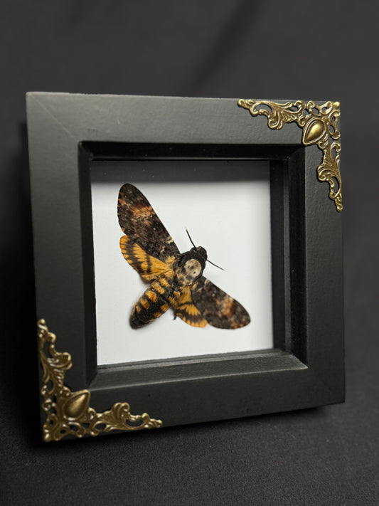 Dwarf Death’s Head Hawk-Moth