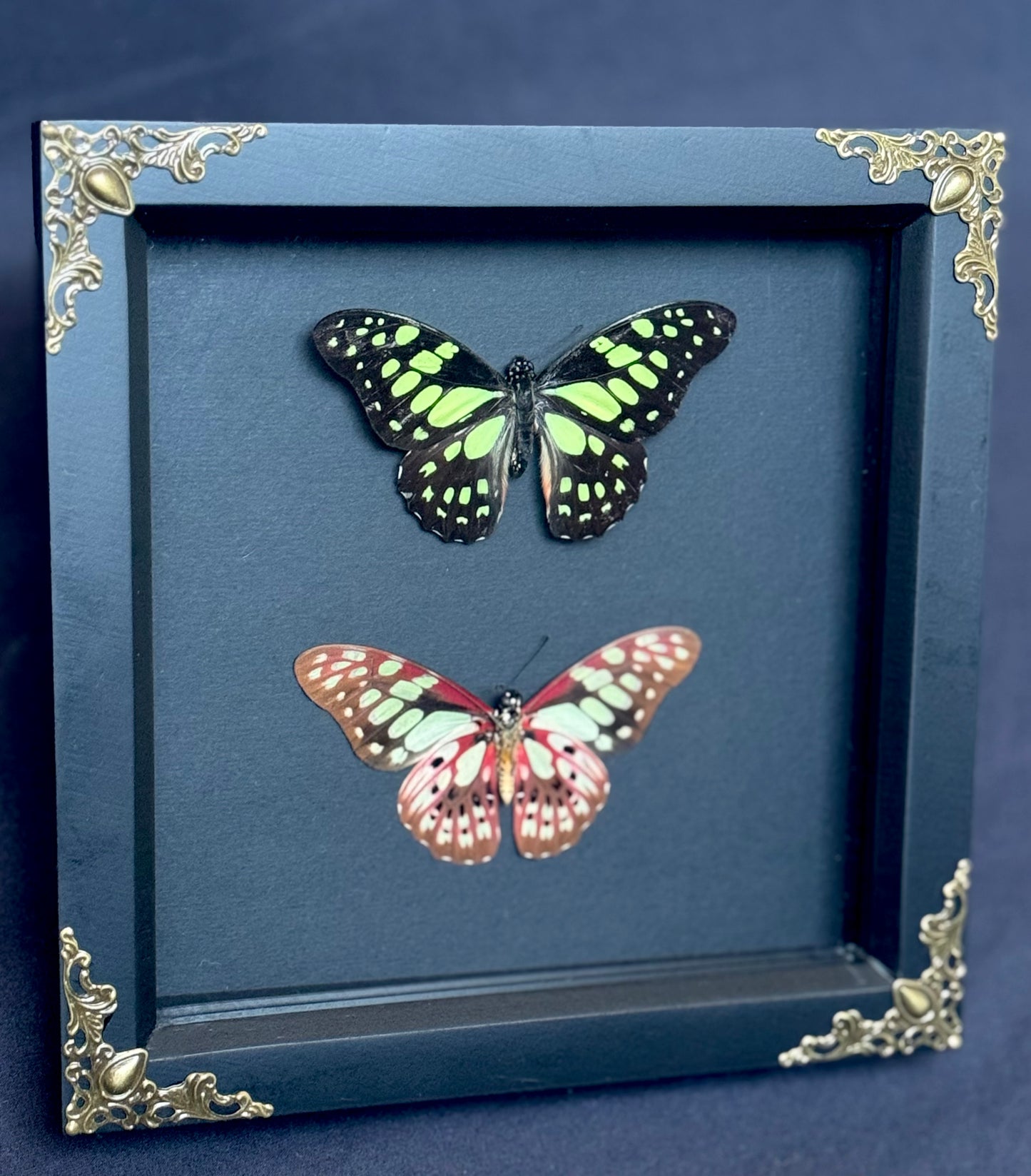 Red-Veined Swallowtail Butterfly