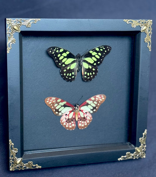 Red-Veined Swallowtail Butterfly