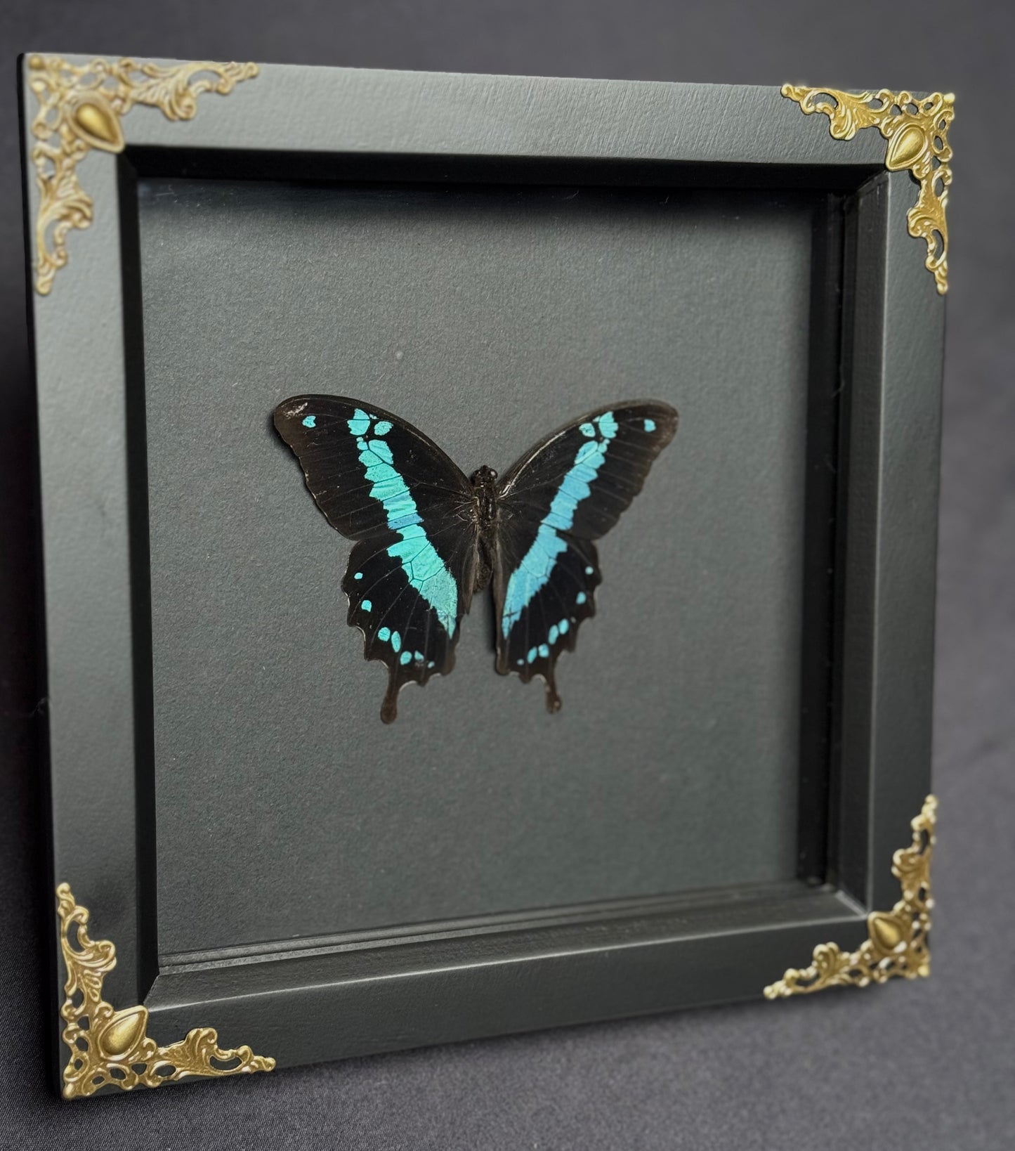 Blue Banded Swallowtail