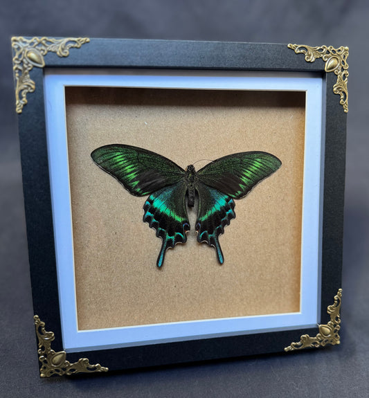 Green Alpine Butterfly