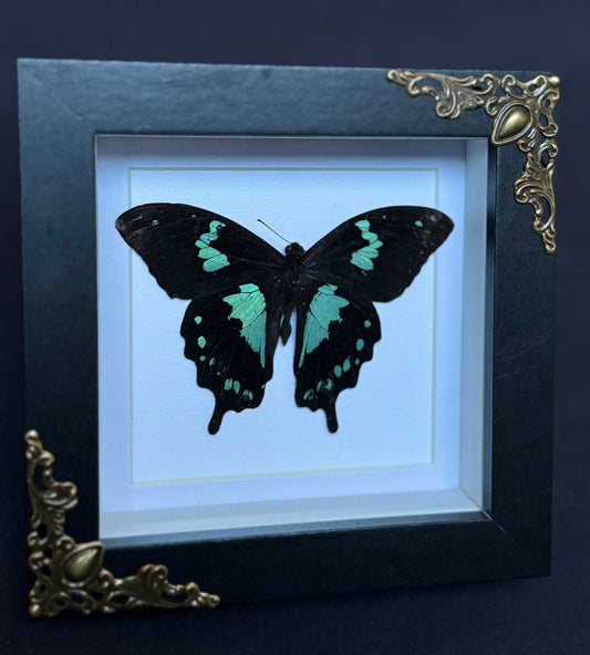 Blue Teardrop Swallowtail