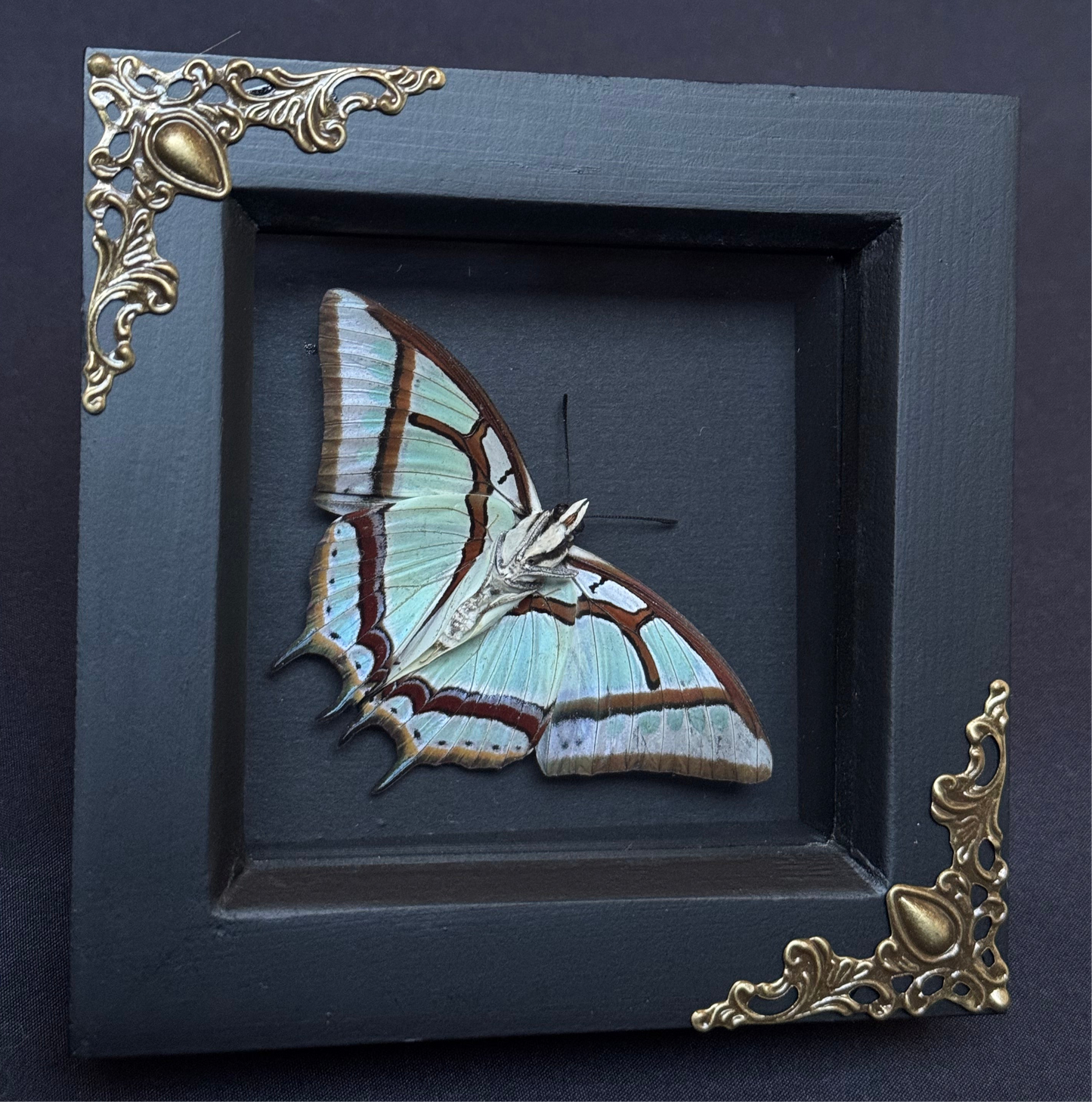 Green Nawab Butterfly