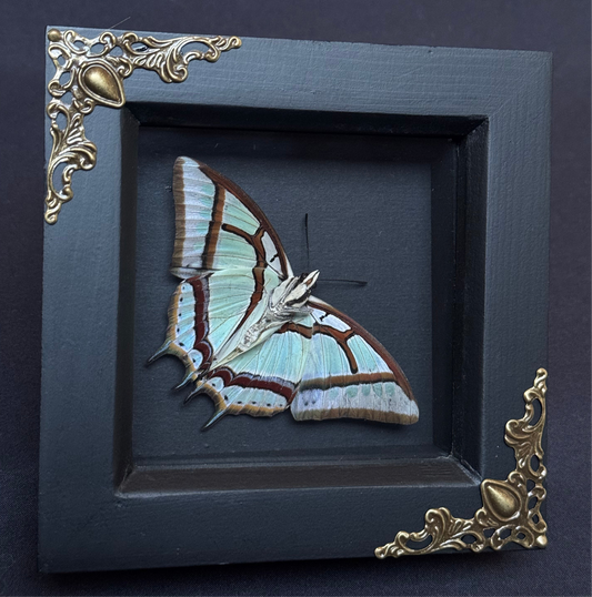 Green Nawab Butterfly