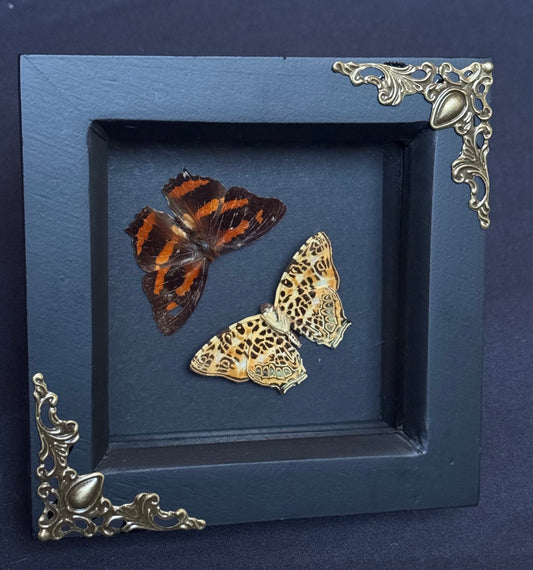 Himalayan Jester Butterfly