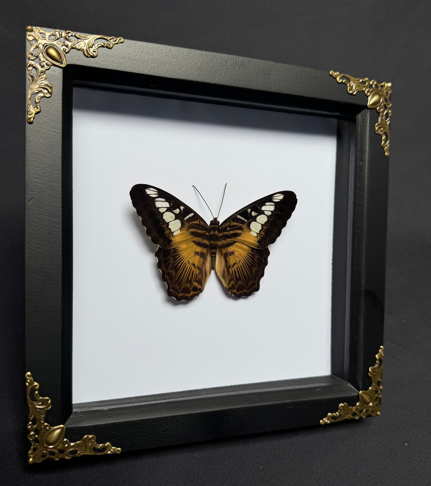 The Clipper Butterfly