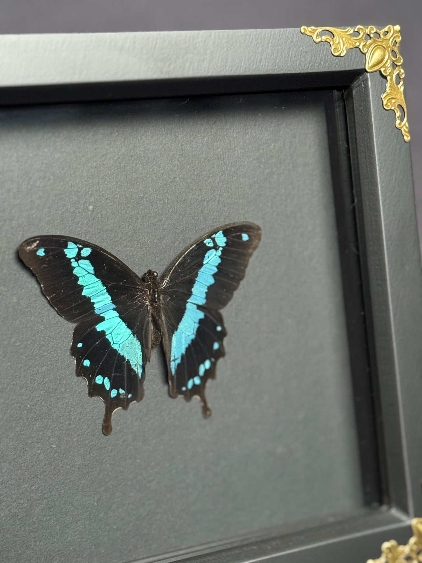 Blue Banded Swallowtail
