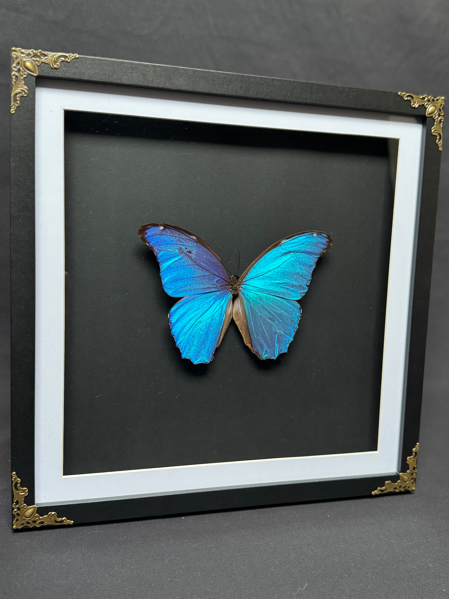 Giant Blue Morpho Butterfly