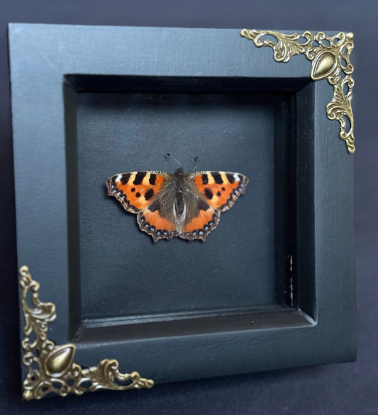 Small Tortoiseshell Butterfly