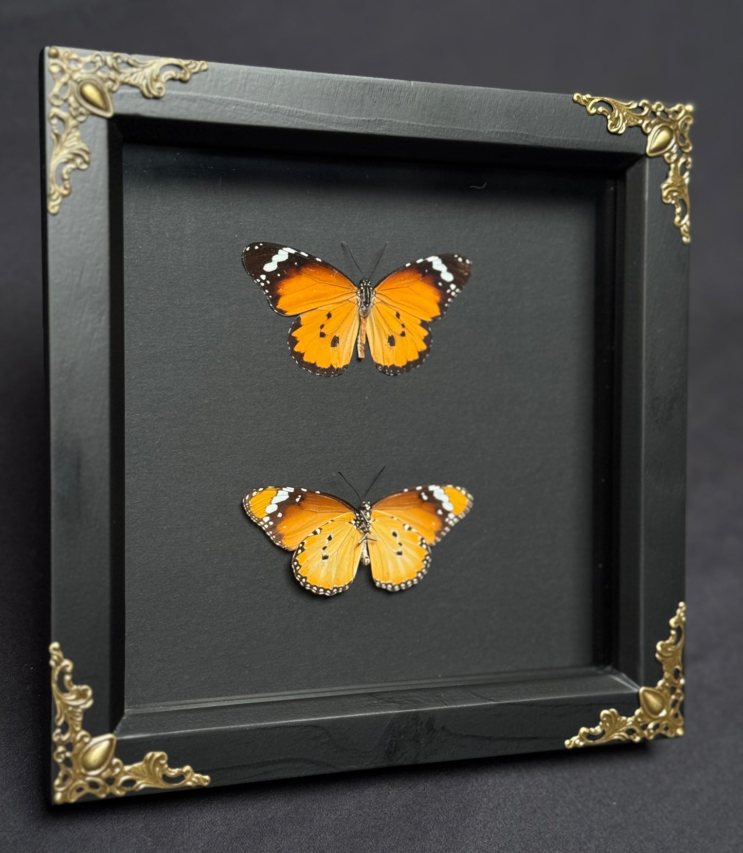 Plain Tiger Butterfly