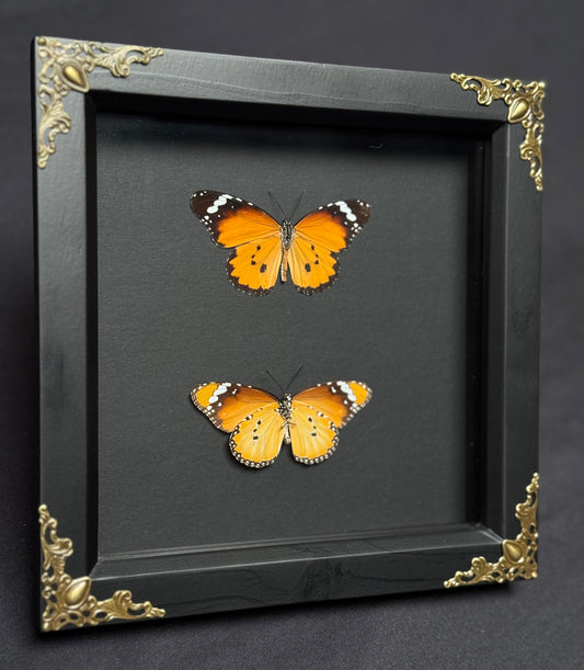 Plain Tiger Butterfly