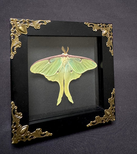 Small Luna Moth