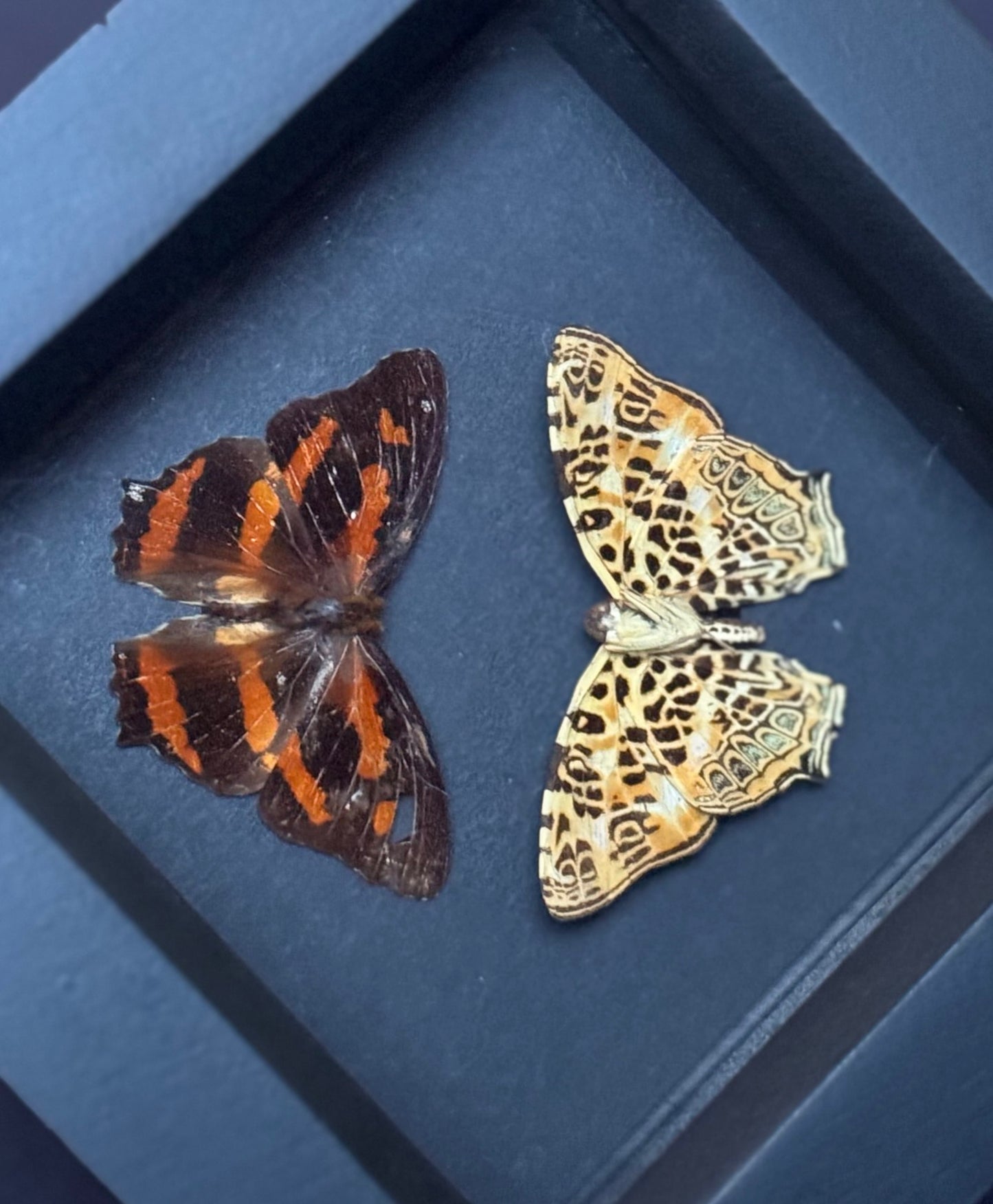 Himalayan Jester Butterfly