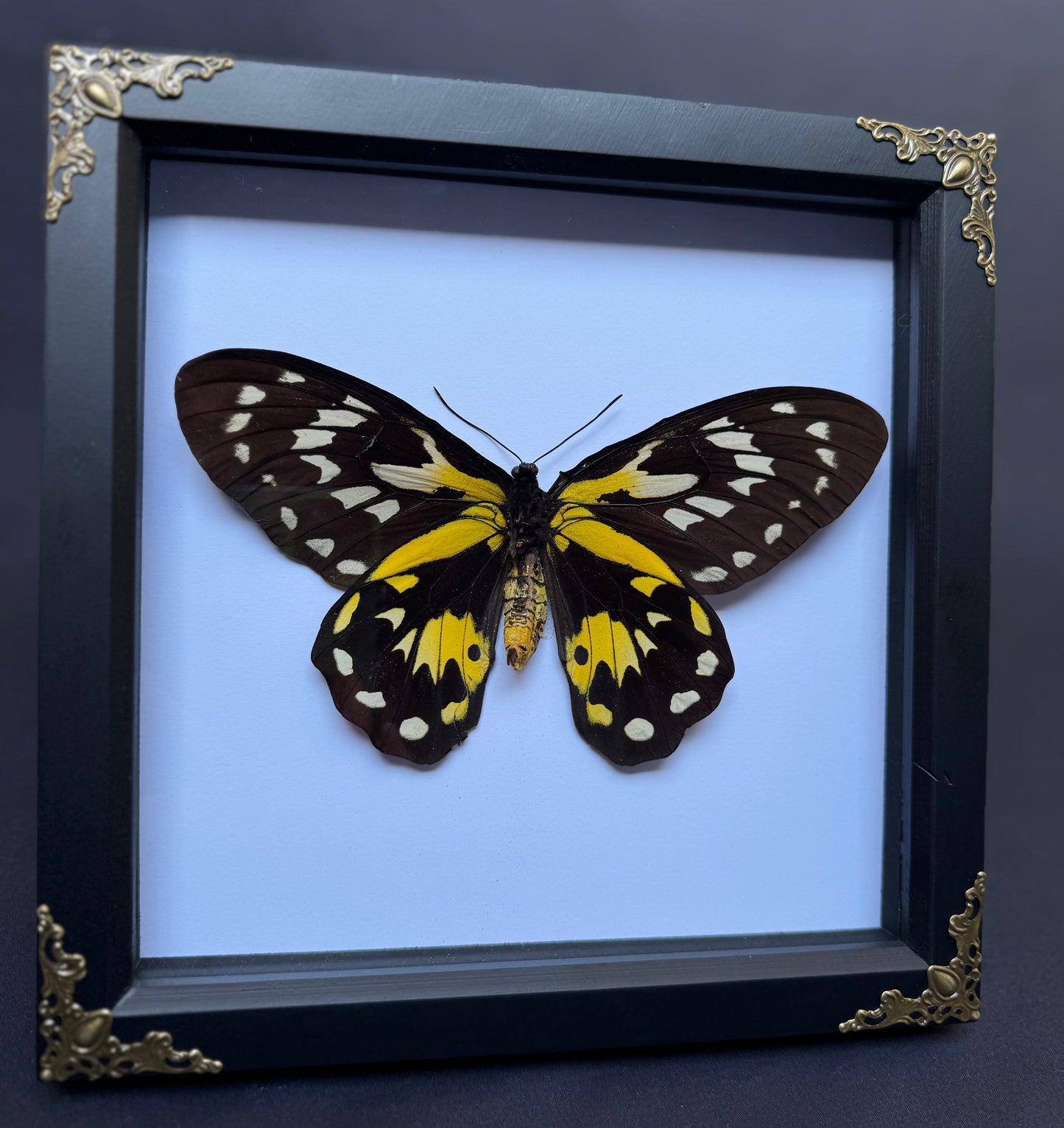 Queen Victoria Birdwing Butterfly