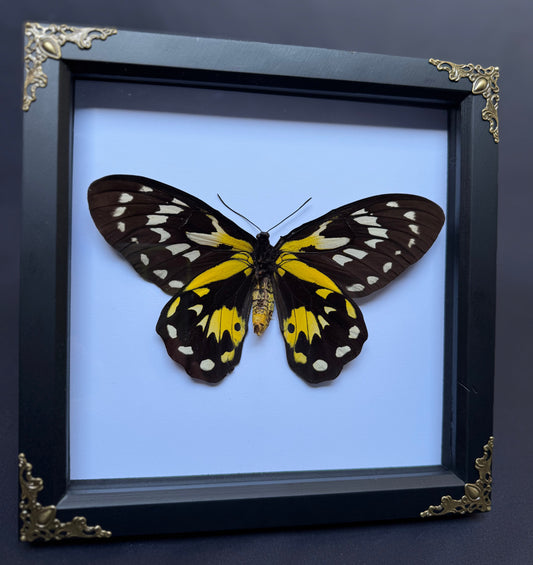 Queen Victoria Birdwing Butterfly
