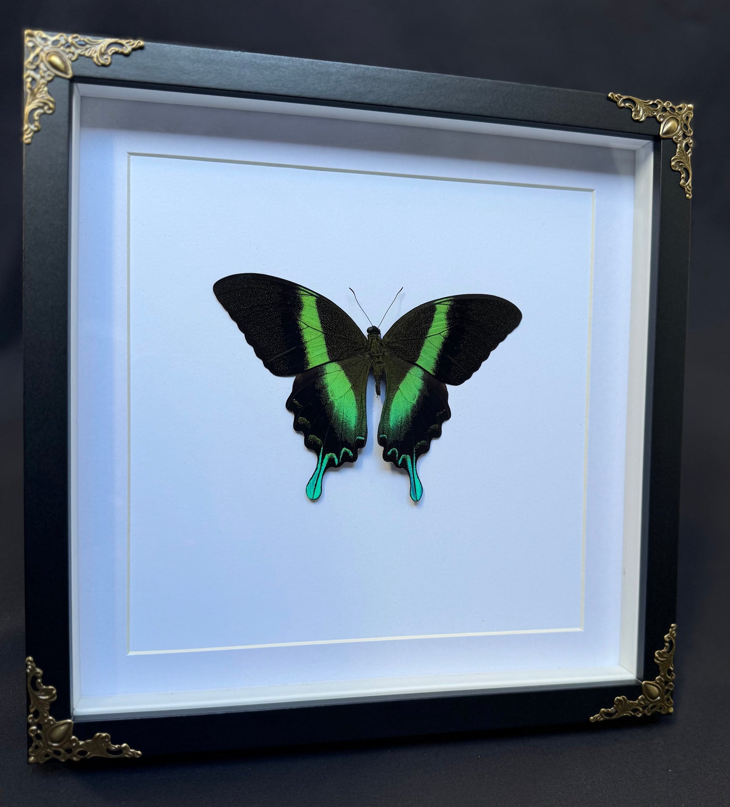 Green Swallowtail Butterfly