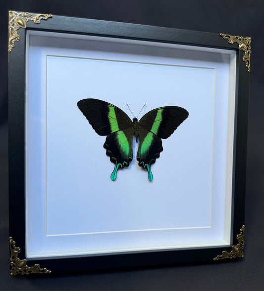 Green Swallowtail Butterfly