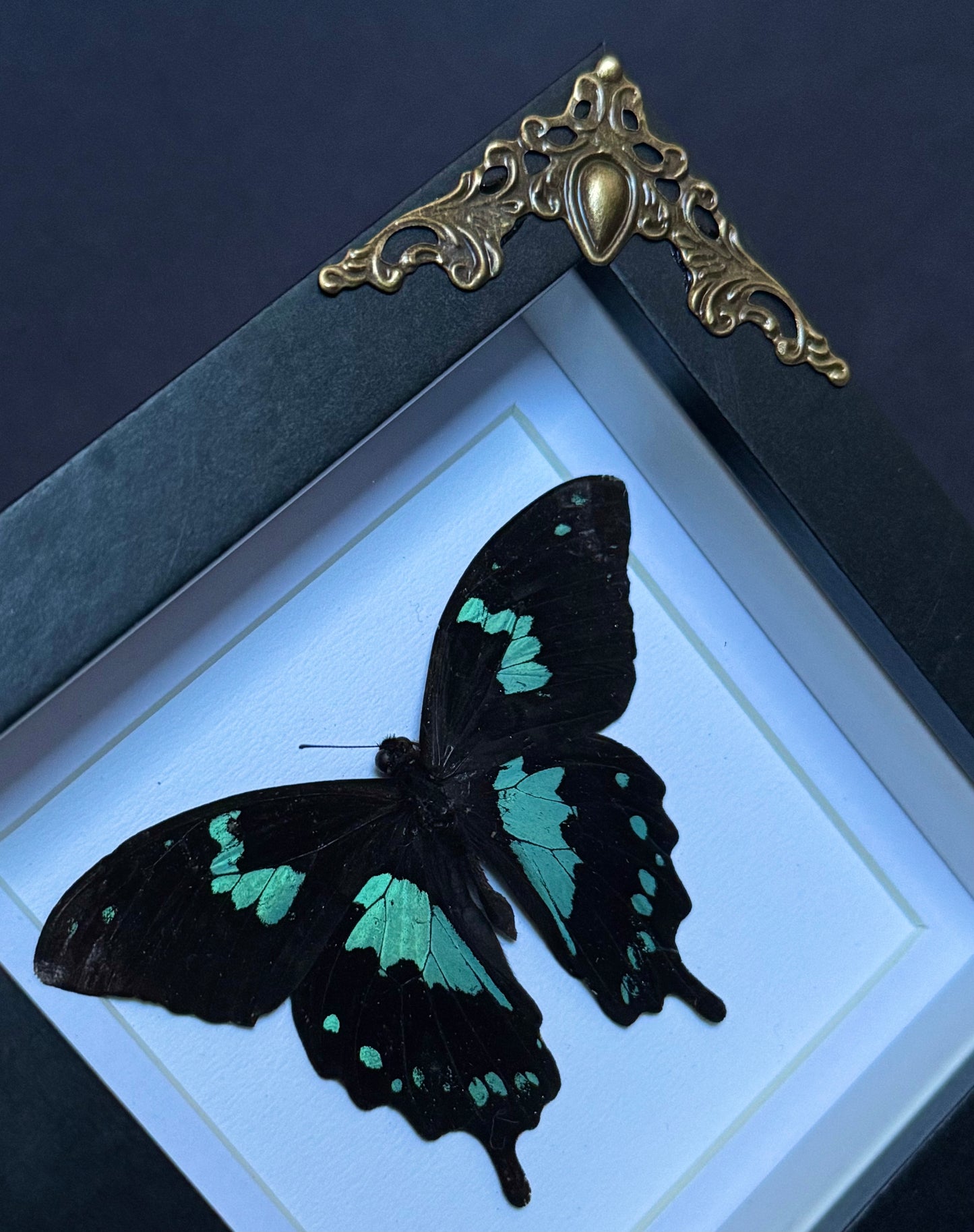 Blue Teardrop Swallowtail