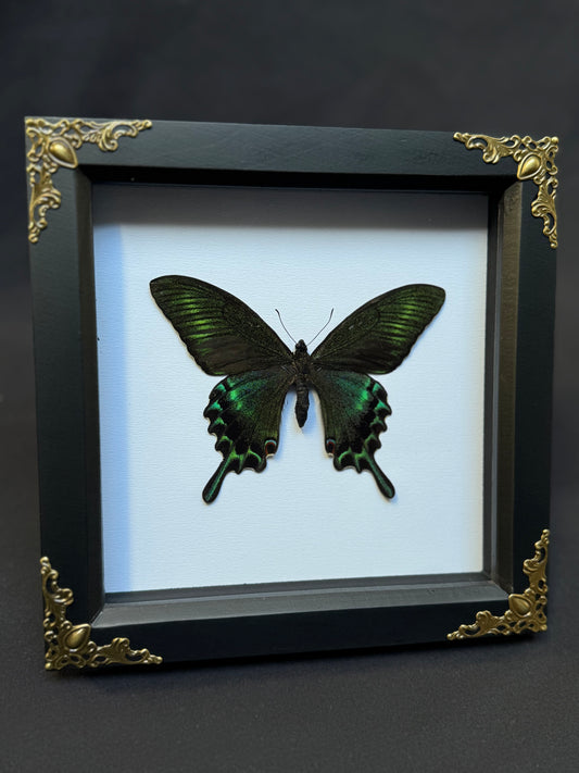 Green Alpine Swallowtail Butterfly