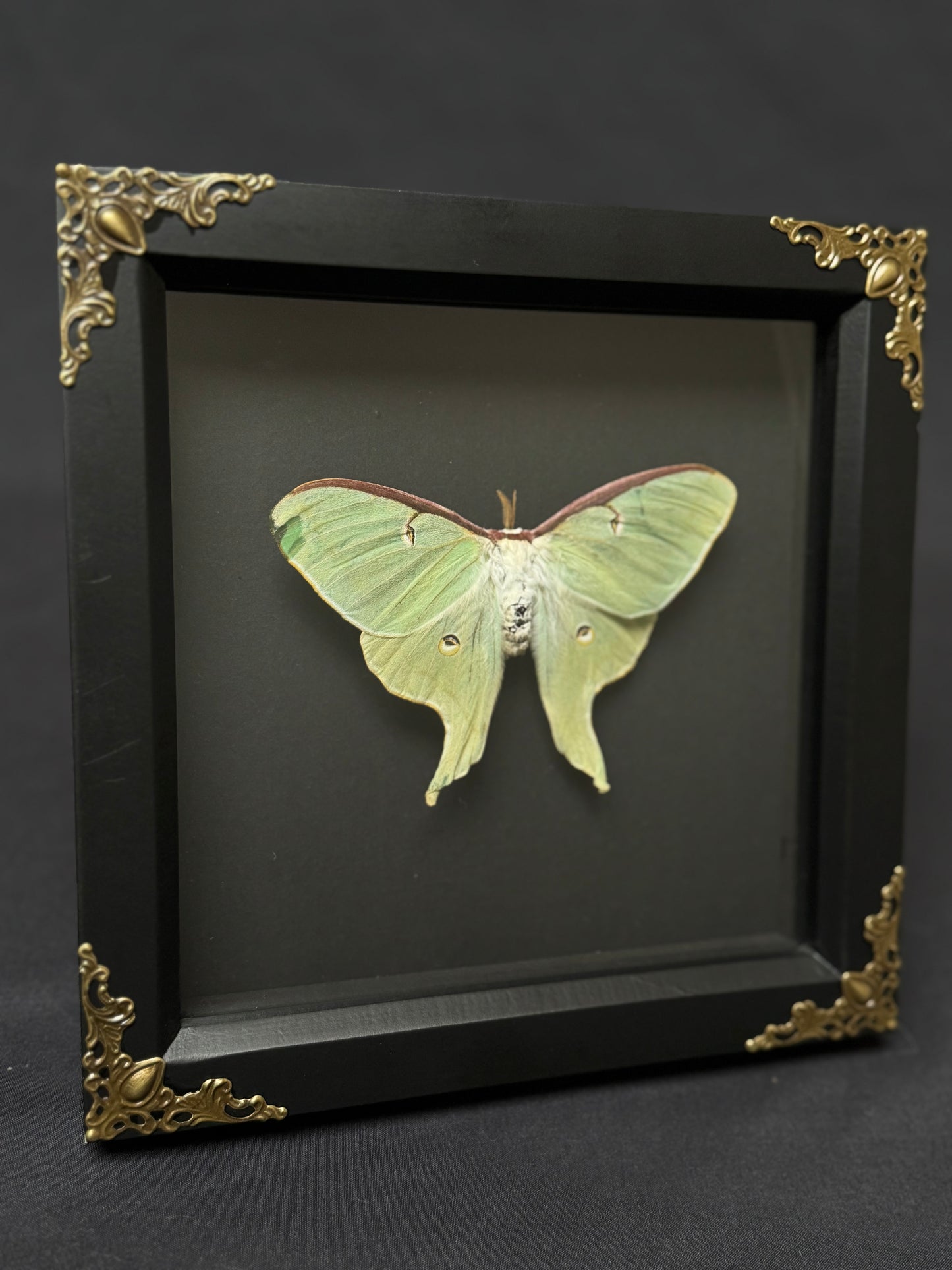 Large Luna Moth