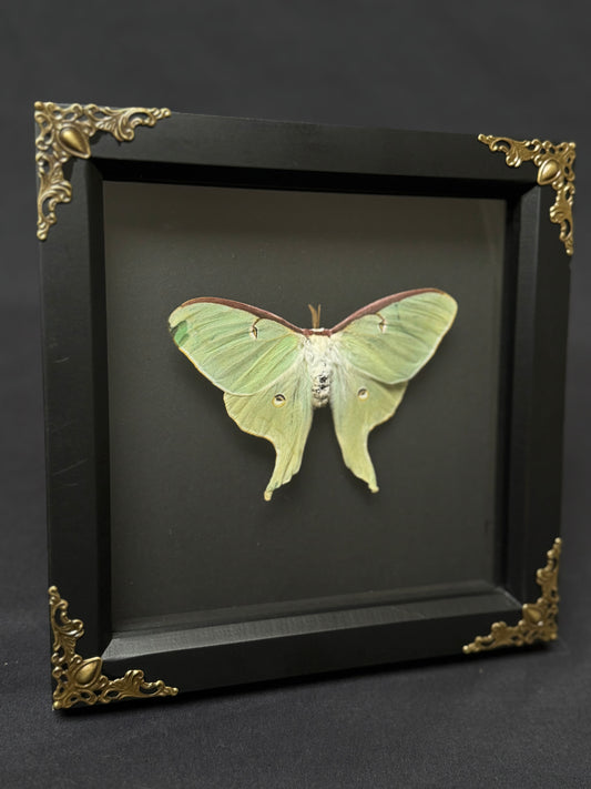 Large Luna Moth