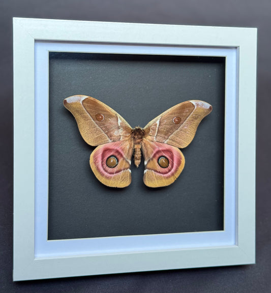 Madagascan Bullseye Moth