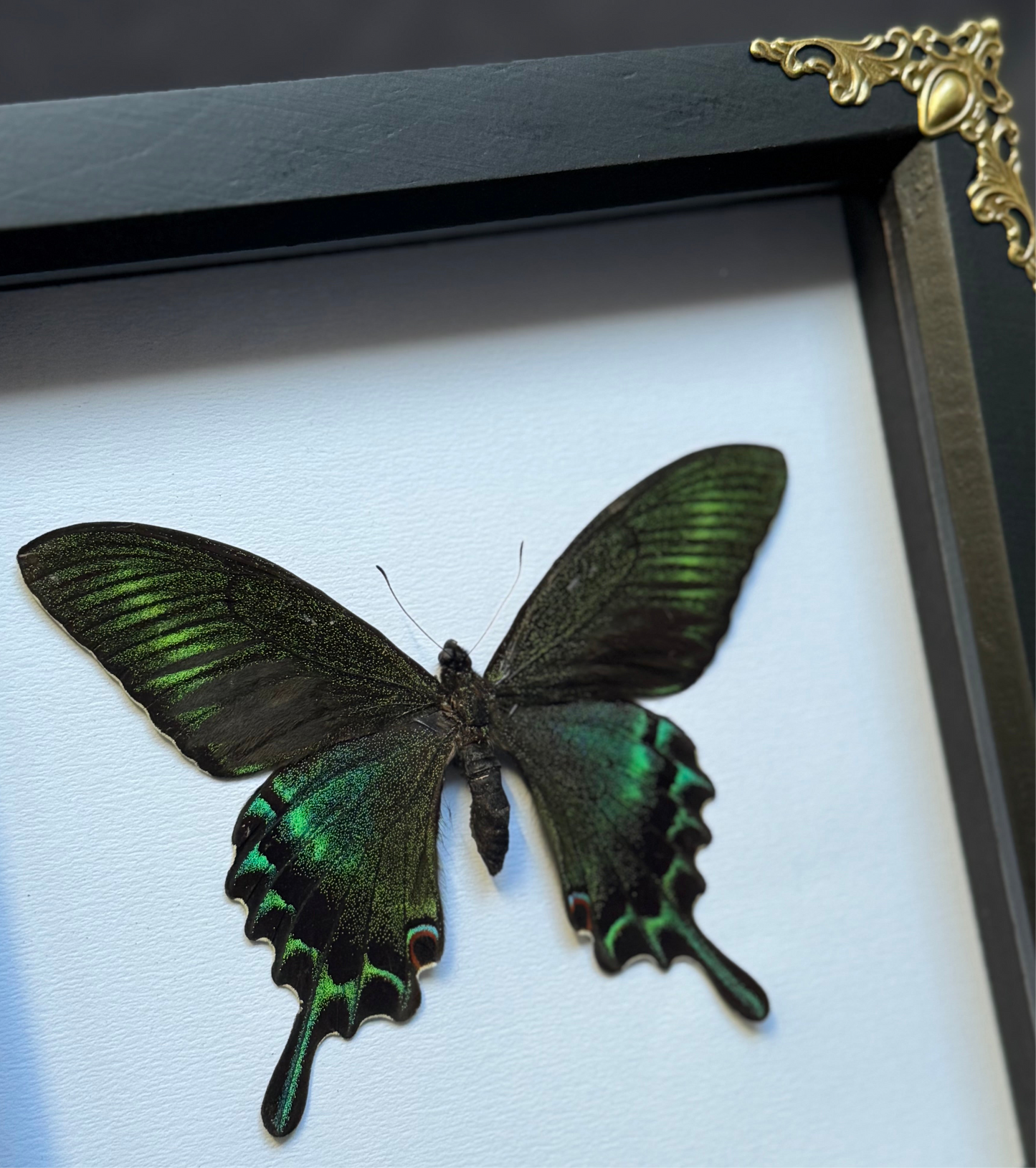 Green Alpine Swallowtail Butterfly