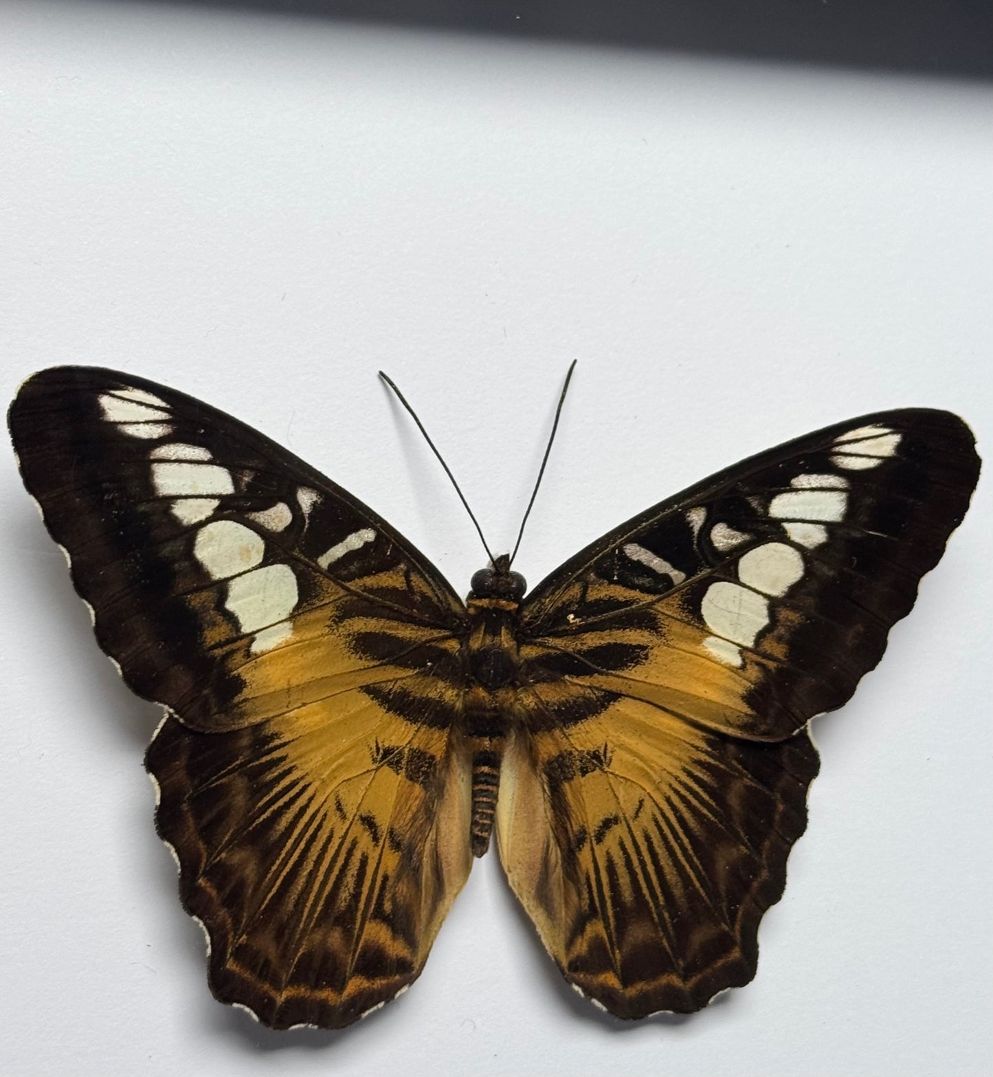 The Clipper Butterfly