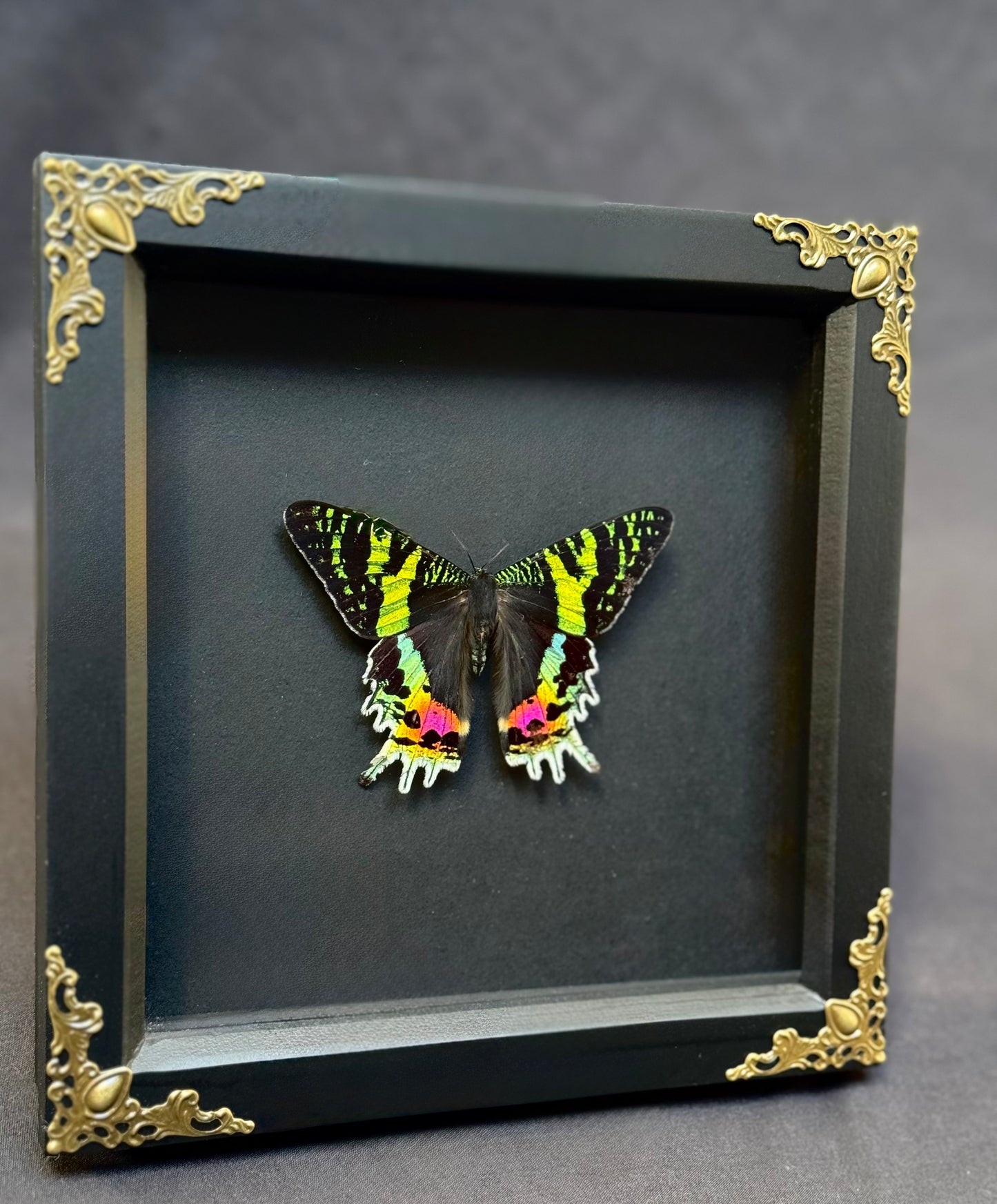 Madagascan Sunset Moth