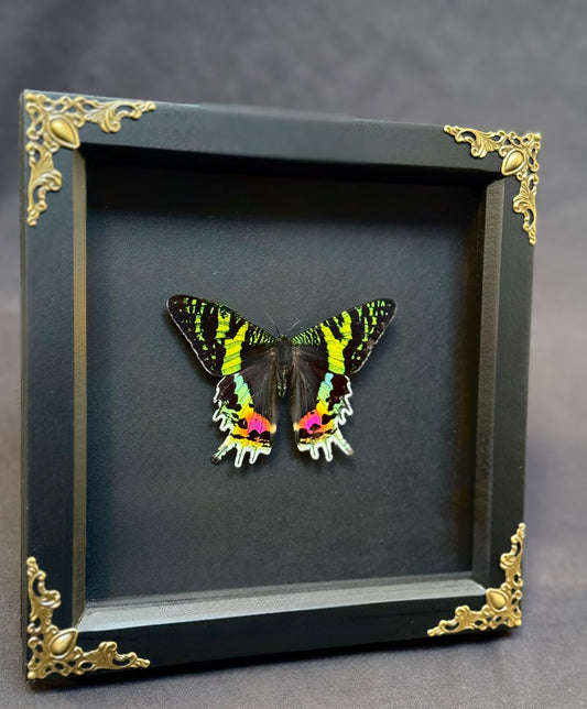 Madagascan Sunset Moth