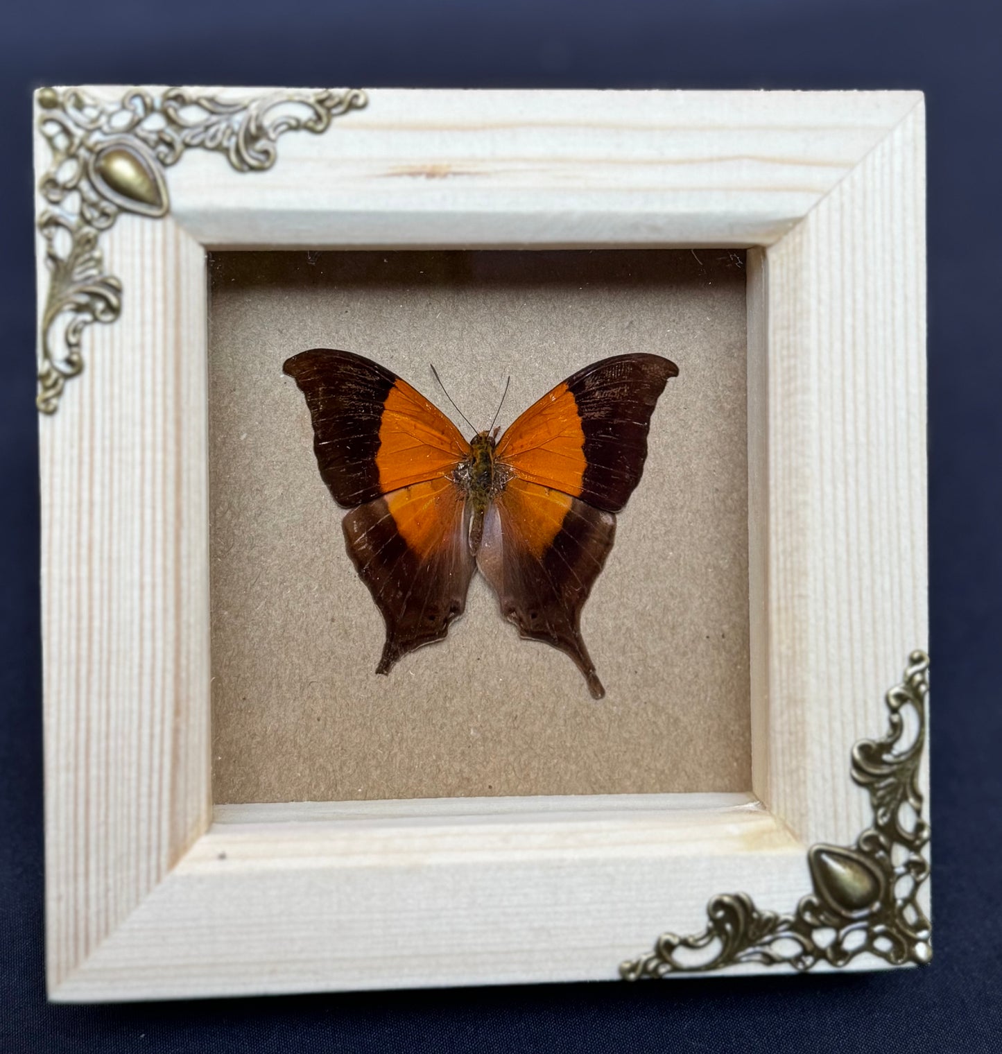 Sunset Daggerwing Butterfly