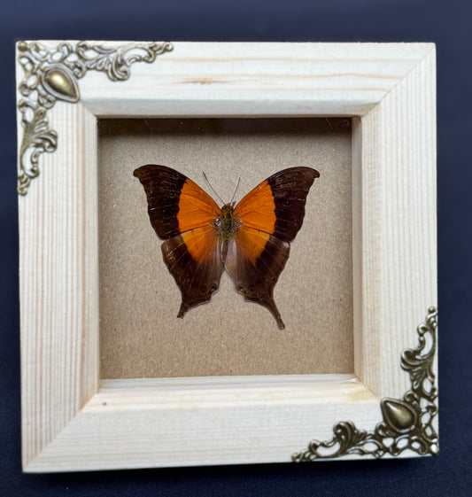 Sunset Daggerwing Butterfly