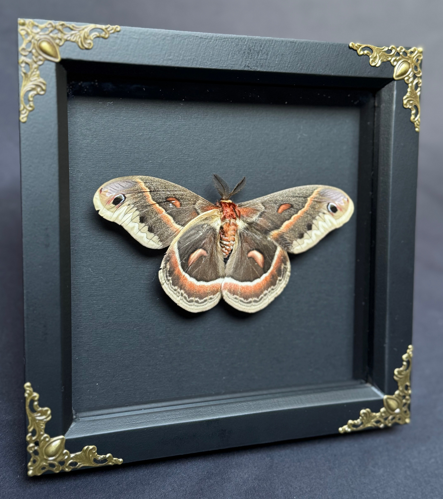 Robin Moth