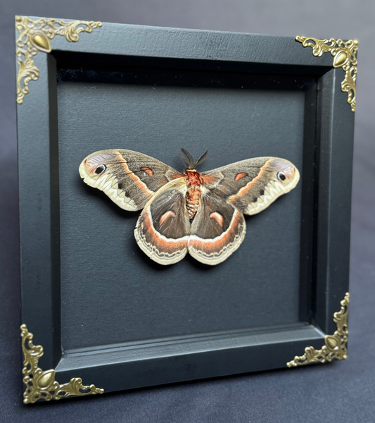 Robin Moth